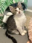 A baby medium-sized female Tabby cat named Matcha for adoption in Buford, GA