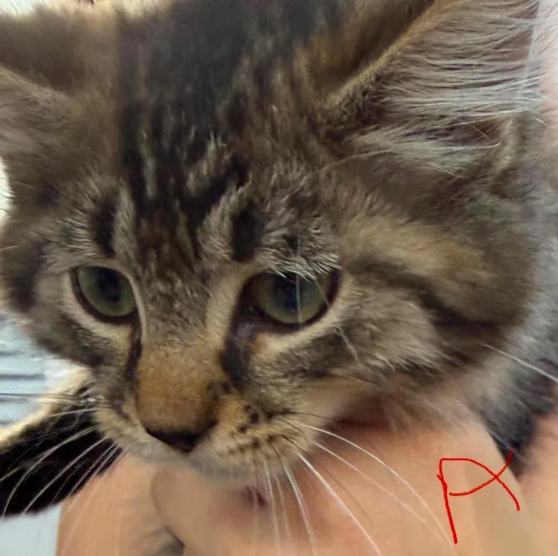 A baby medium-sized female Domestic Long Hair cat named Auden for adoption in Cloquet, MN