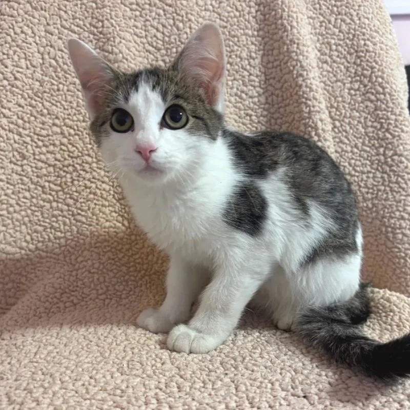 A baby small-sized male White Domestic Short Hair cat named Chespurr Binnington for adoption in Belleville, IL