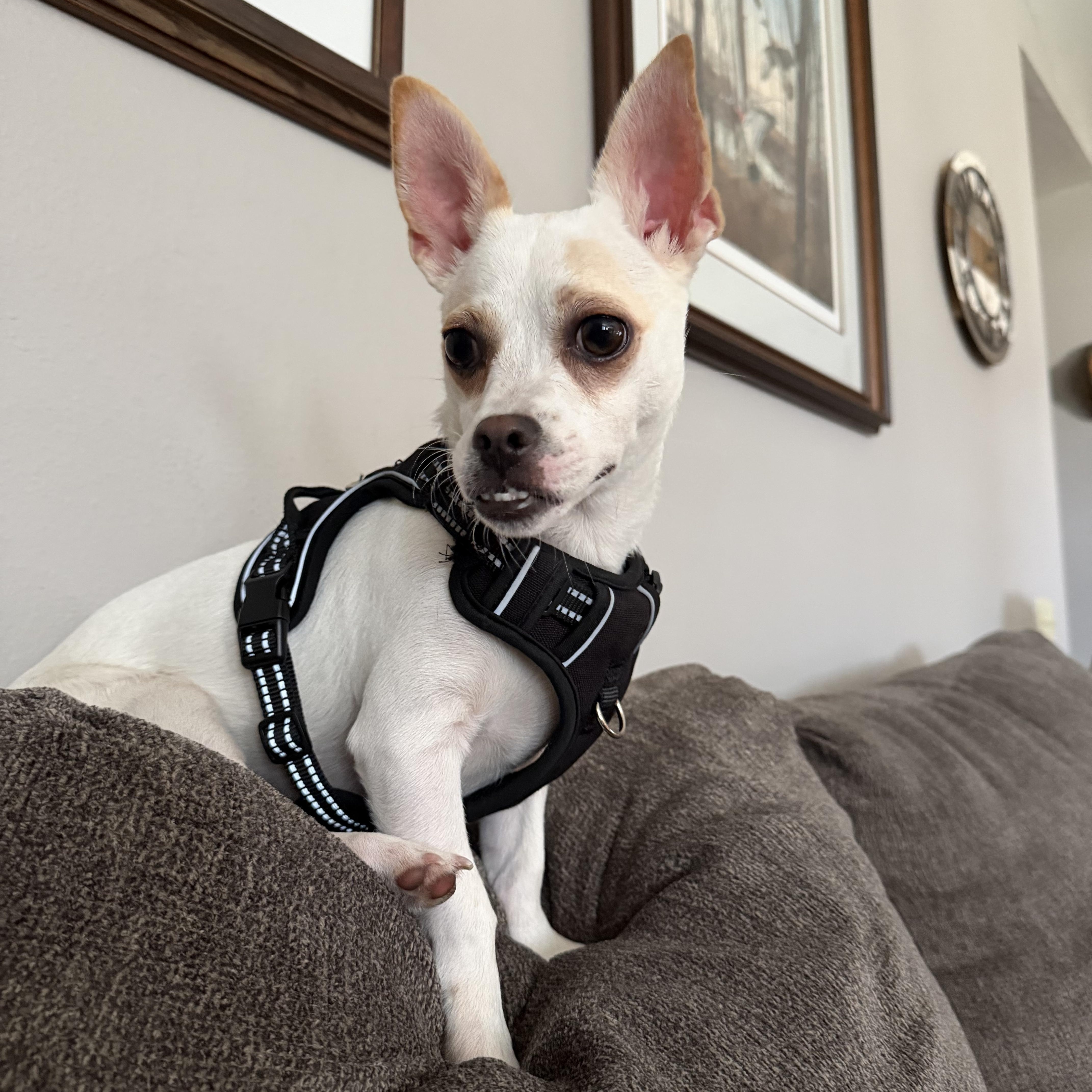 A young small-sized male Chihuahua dog named Theo for adoption in Elkhorn, WI