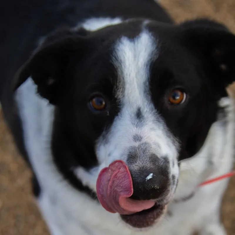 An adult large-sized male Black Border Collie dog named Elway for adoption in Rapid City, SD
