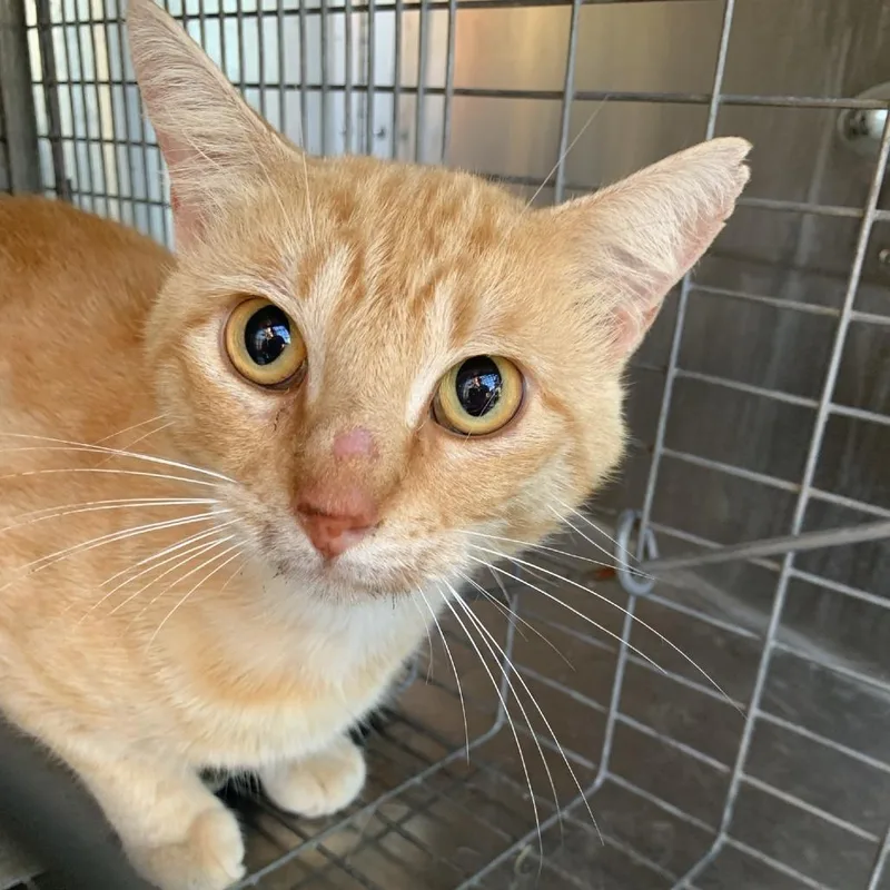 An adult small-sized male Orange / Red Domestic Short Hair cat named Sriracha for adoption in Buchanan Dam, TX