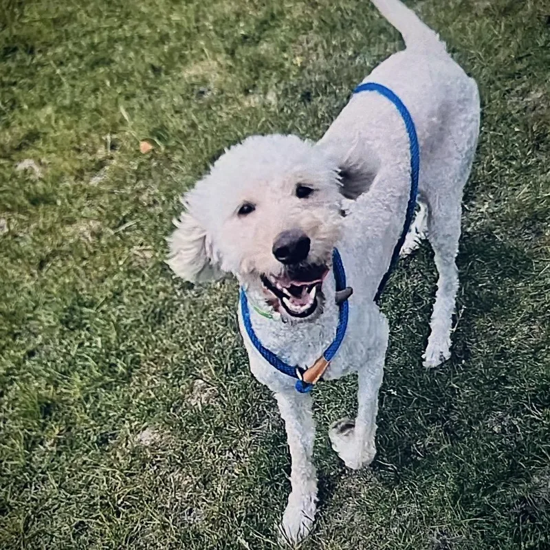 An adult medium-sized female White / Cream Golden Retriever dog named Harley for adoption in Fort Wayne, IN