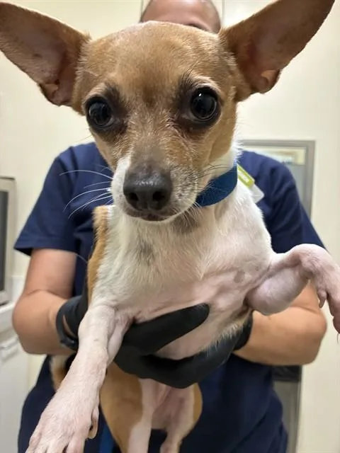 Kiki