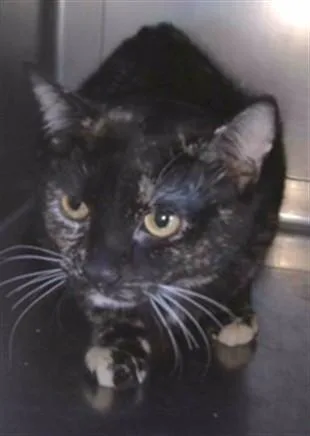 A young small-sized female Domestic Short Hair cat named Skittles for adoption in Baldwin Park, CA