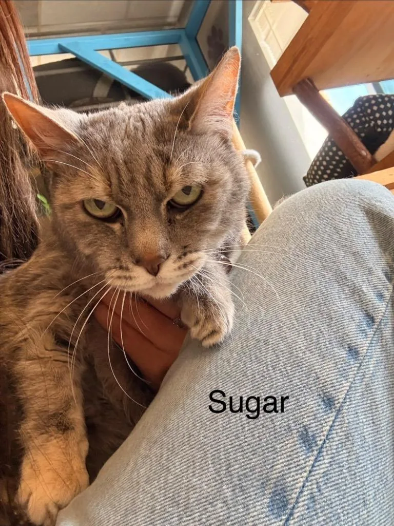 Sugar