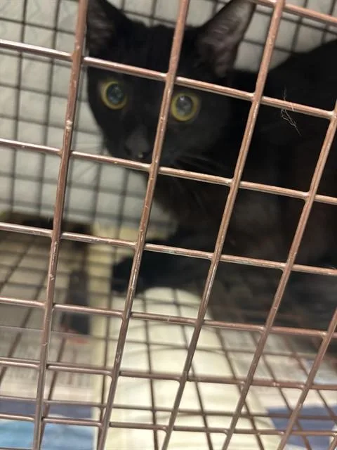 A young medium-sized female Domestic Short Hair cat named Aol for adoption in Huntsville, AL
