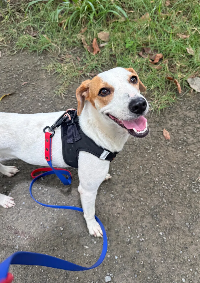A young small-sized female White / Cream Jack Russell Terrier dog named Ariel for adoption in Rio Grande , PR