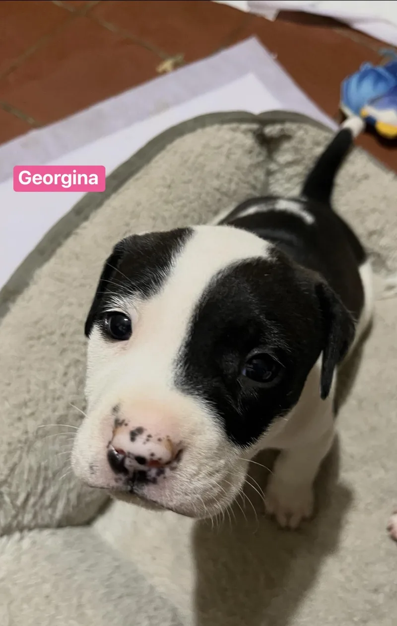 Georgina