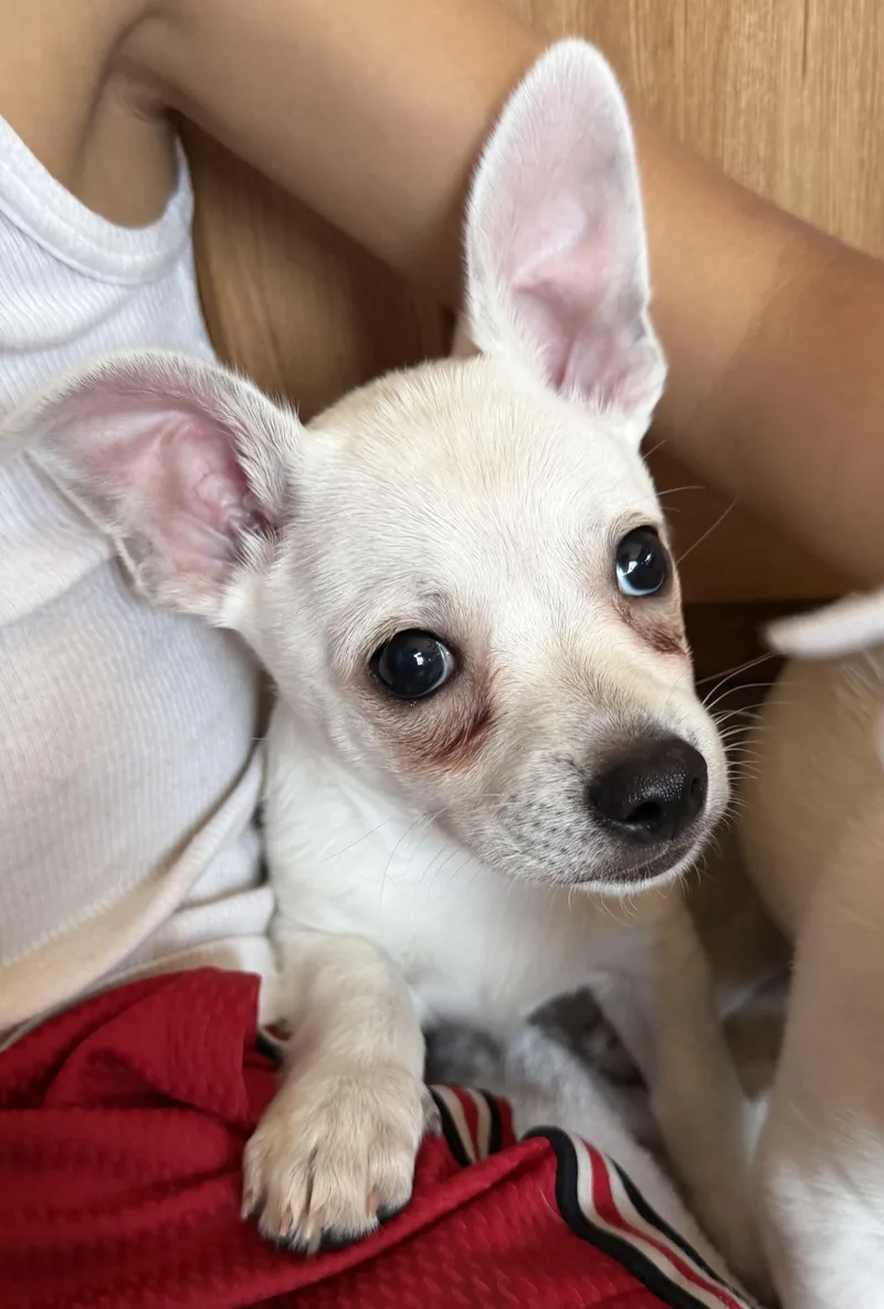 A baby small-sized male White / Cream Chihuahua dog named Ford for adoption in Deming, NM