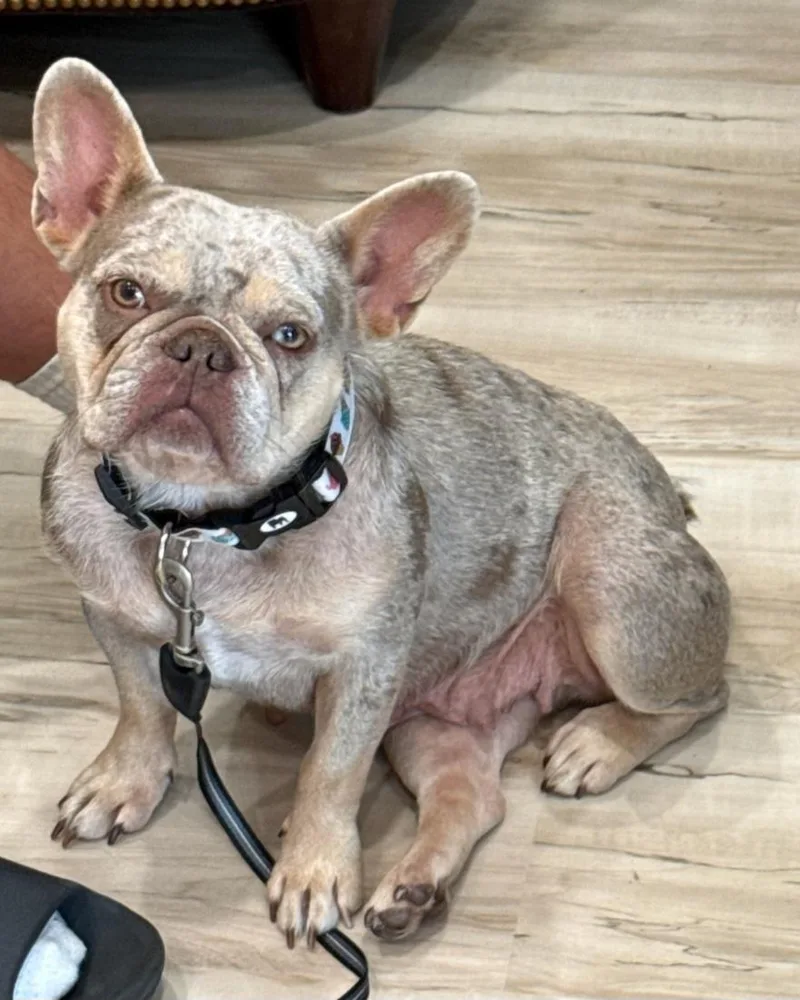 An adult medium-sized female French Bulldog dog named Brie for adoption in merrillville, IN