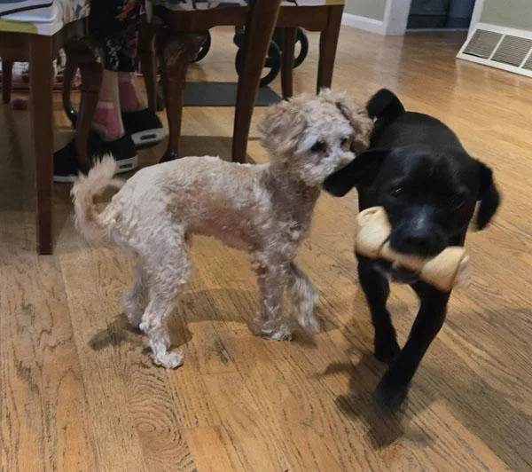 A young small-sized male Apricot / Beige Cavapoo dog named Mello for adoption in Mansfield, MA