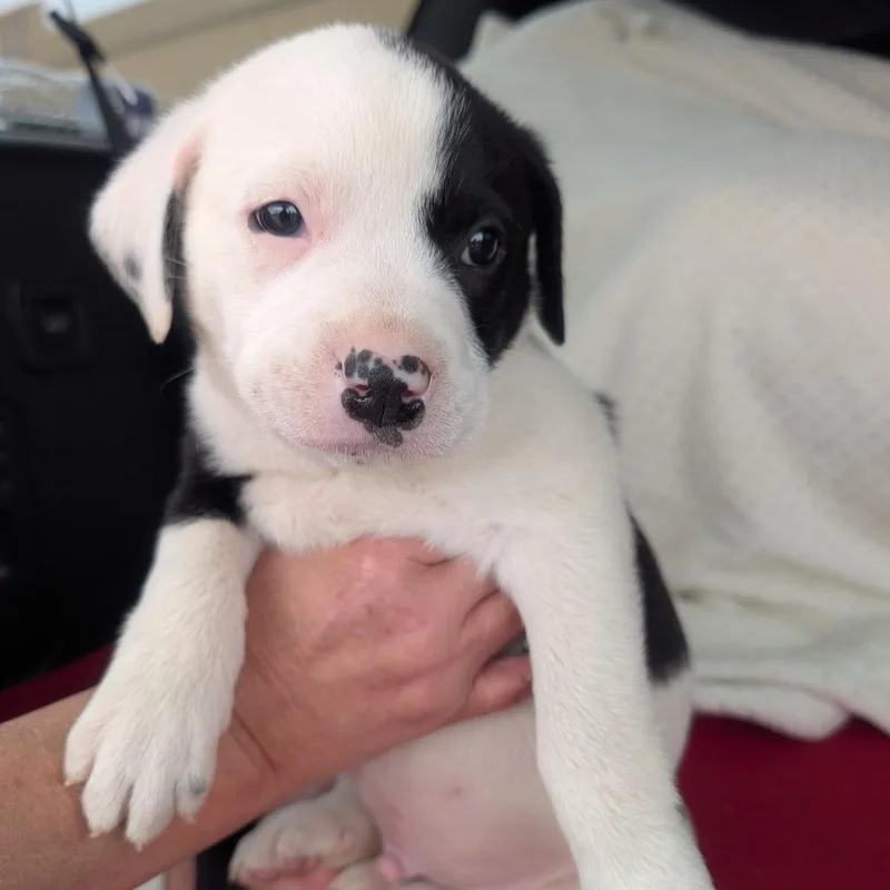 A baby small-sized male White / Cream Australian Cattle Dog / Blue Heeler dog named Jack for adoption in Madison, WI