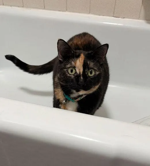 A young medium-sized female Tortoiseshell cat named Briar Roseleeann Courtesy Listing for adoption in Fort Leavenworth, KS