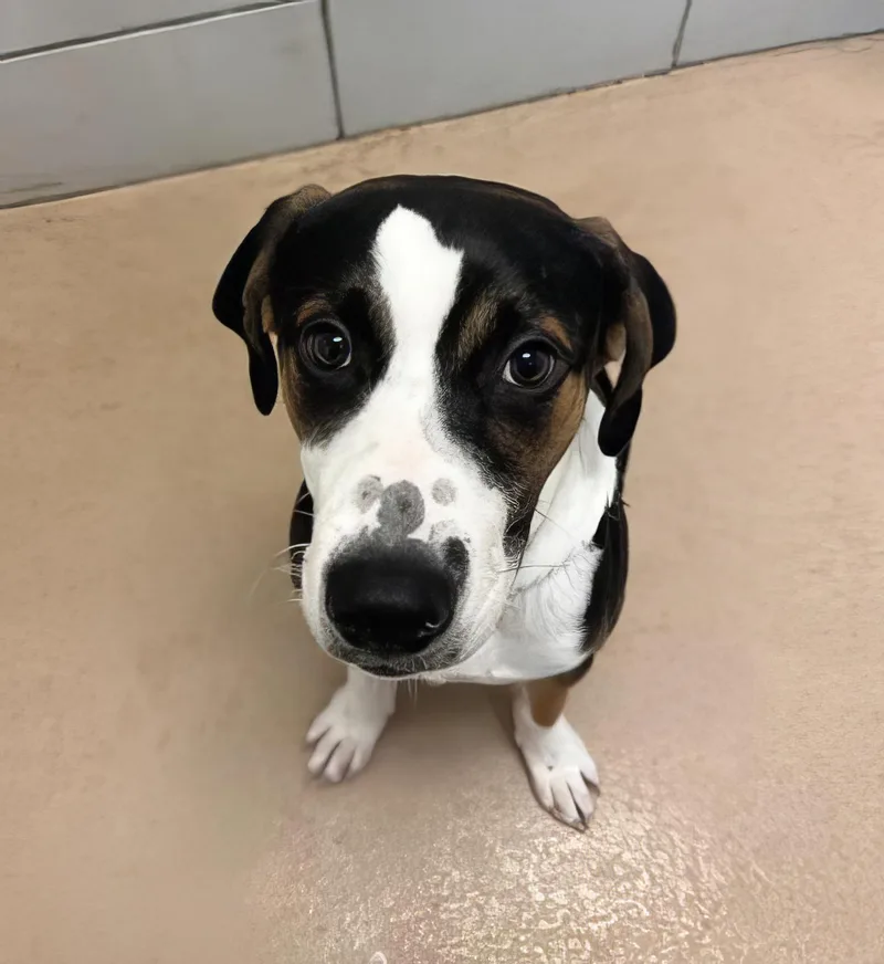 A young medium-sized male Tricolor (Brown, Black, & White) Mixed Breed dog named Solomon for adoption in Nashville, TN