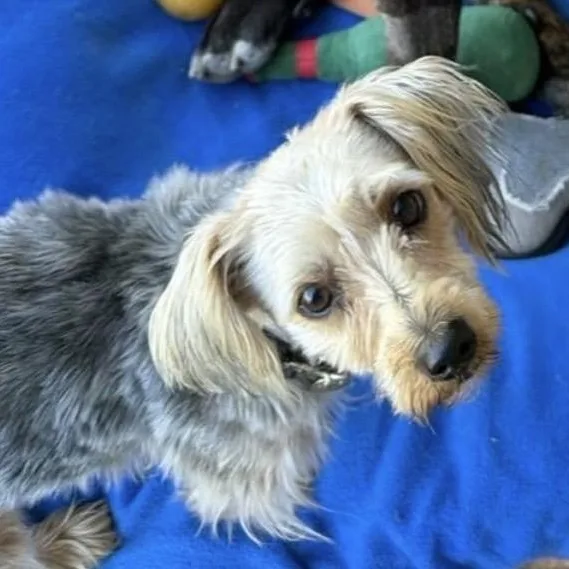 A young small-sized female Yellow / Tan / Blond / Fawn Yorkie Poo dog named Nellie for adoption in Santa Rosa, CA