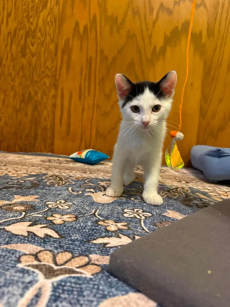 A baby small-sized female White Domestic Short Hair cat named Lambo for adoption in Stoughton, WI
