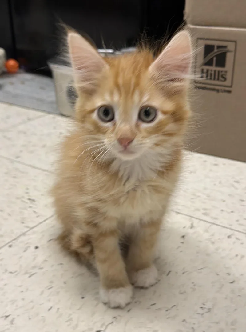 A baby small-sized male Domestic Medium Hair cat named Moe for adoption in North Arlington, NJ
