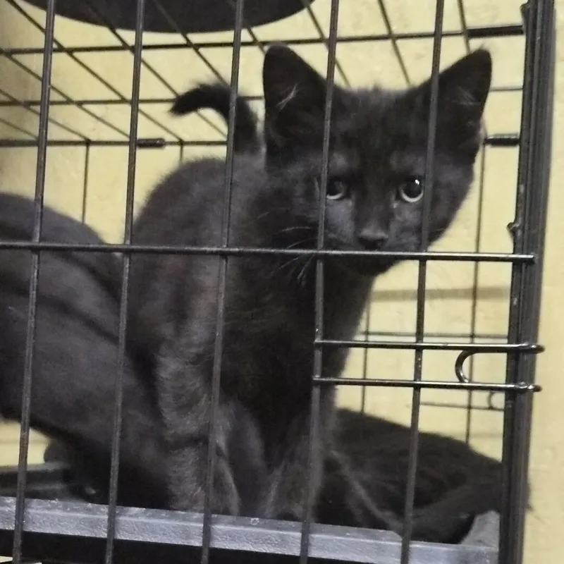 A baby medium-sized female Black Domestic Short Hair cat named Sammie for adoption in Greeley, CO