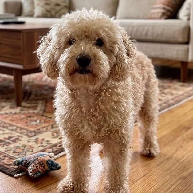 A senior medium-sized male Poodle dog named Mac for adoption in Pittsfield, IL
