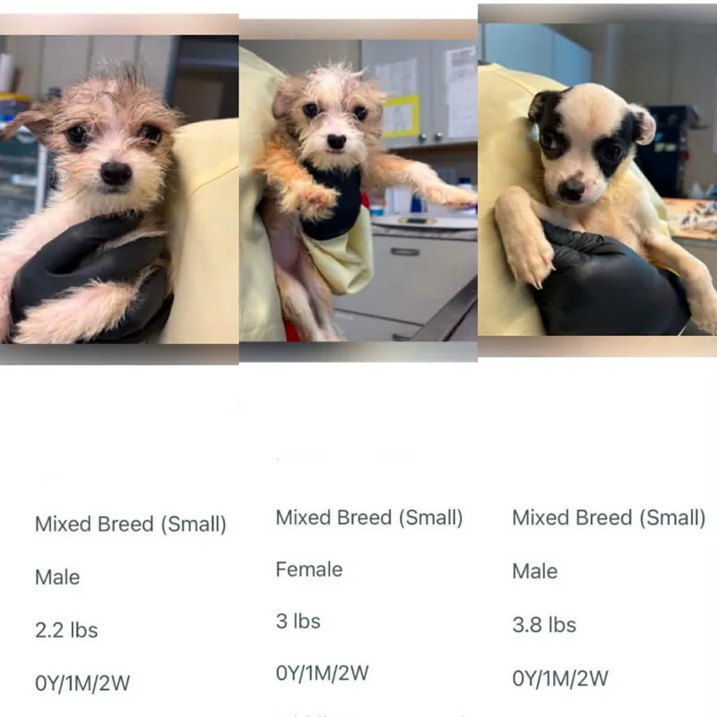 A baby small-sized male Terrier dog named Zoom for adoption in Newport, KY