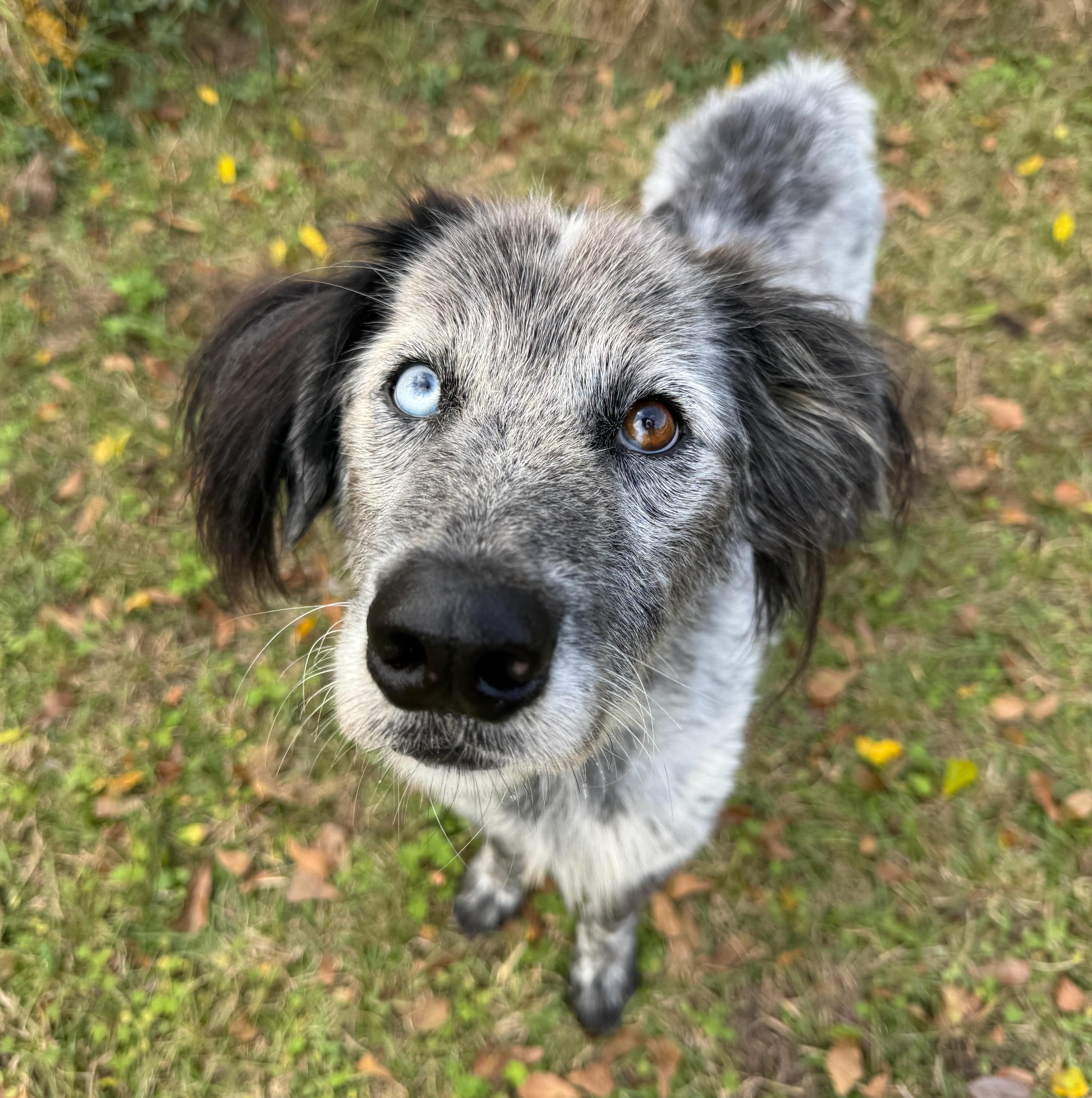 An adult medium-sized male Catahoula Leopard Dog dog named Shaggy for adoption in Longview, TX