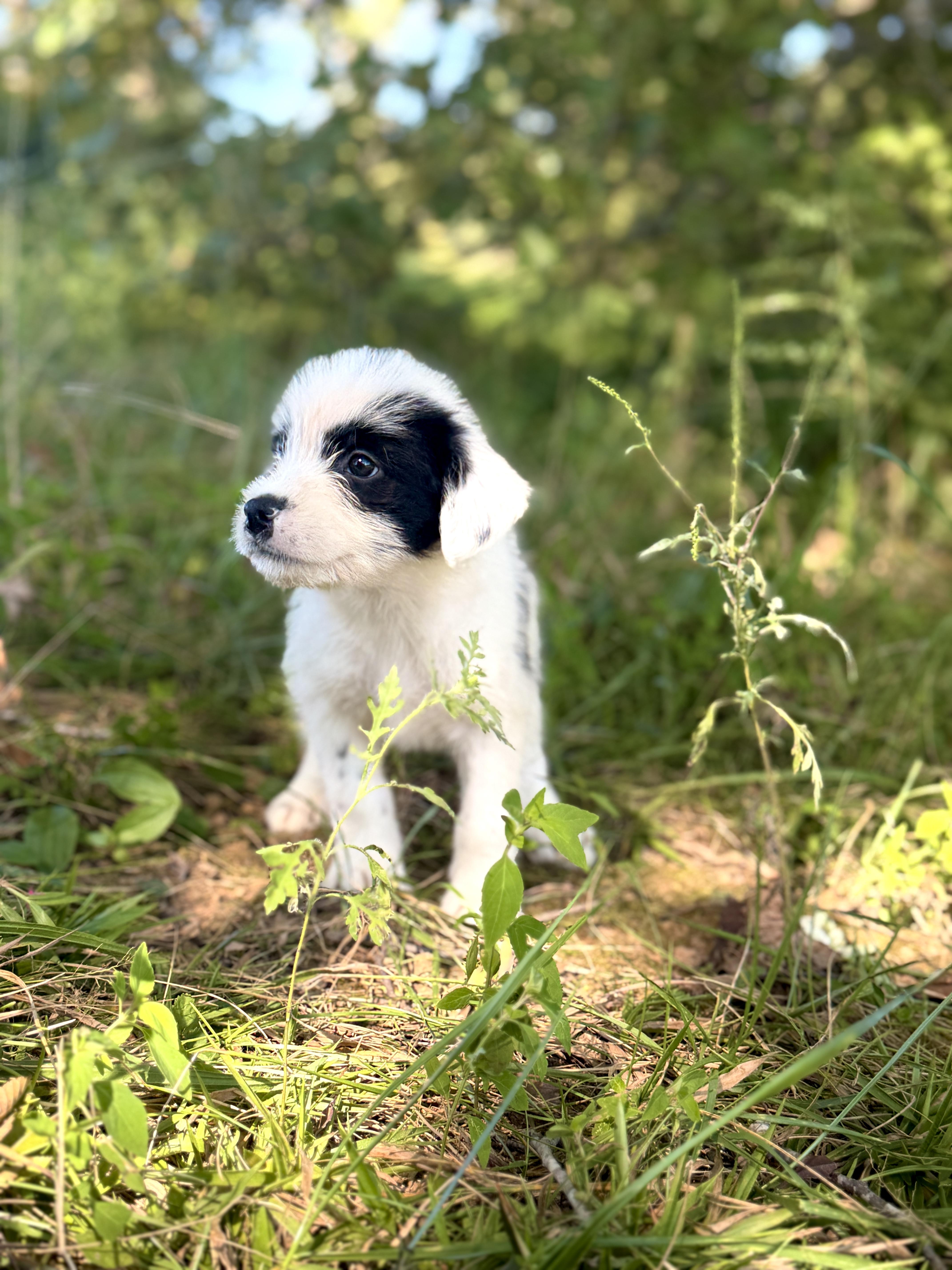 A baby small-sized male White / Cream Wheaten Terrier dog named Johnny for adoption in Gradyville, KY