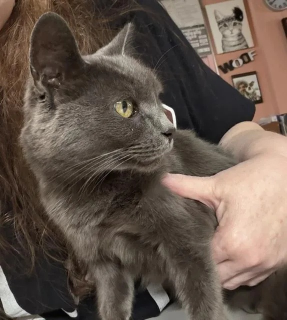 An adult medium-sized male Gray / Blue / Silver Domestic Short Hair cat named Remy for adoption in Madison Heights, MI