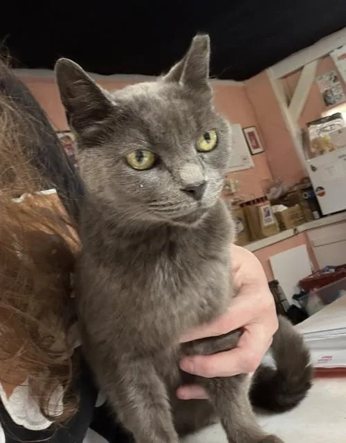 Remy thumbnail 3