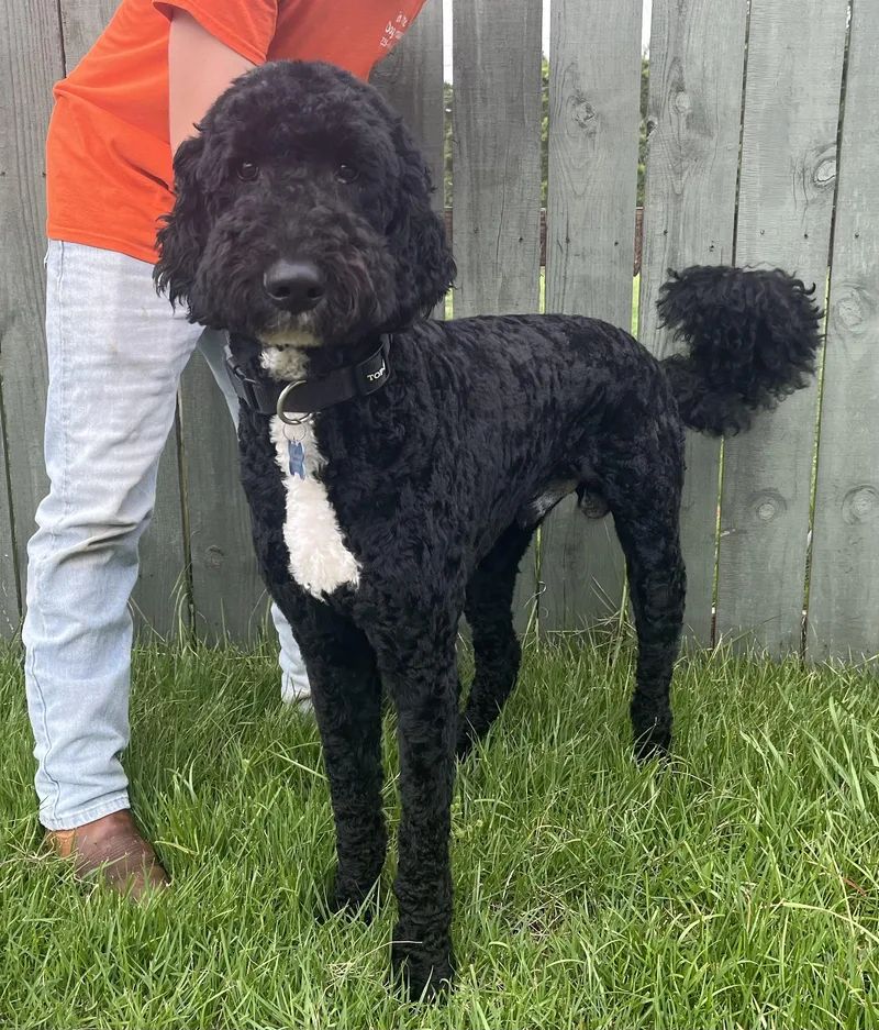 A baby large-sized male Goldendoodle dog named Roko The Magnificent. Video for adoption in Mobile, AL
