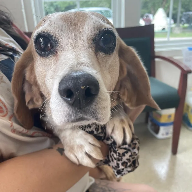 An adult medium-sized female White / Cream Beagle dog named Butterball for adoption in Gloucester, VA