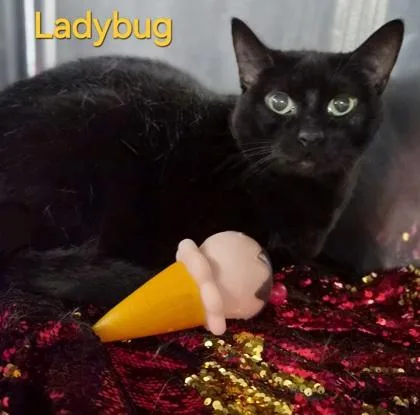 Ladybug thumbnail 2