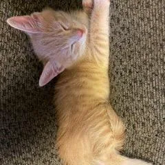 A baby small-sized female Domestic Short Hair cat named Pancake for adoption in San Pedro, CA