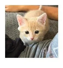 Pancake thumbnail 2