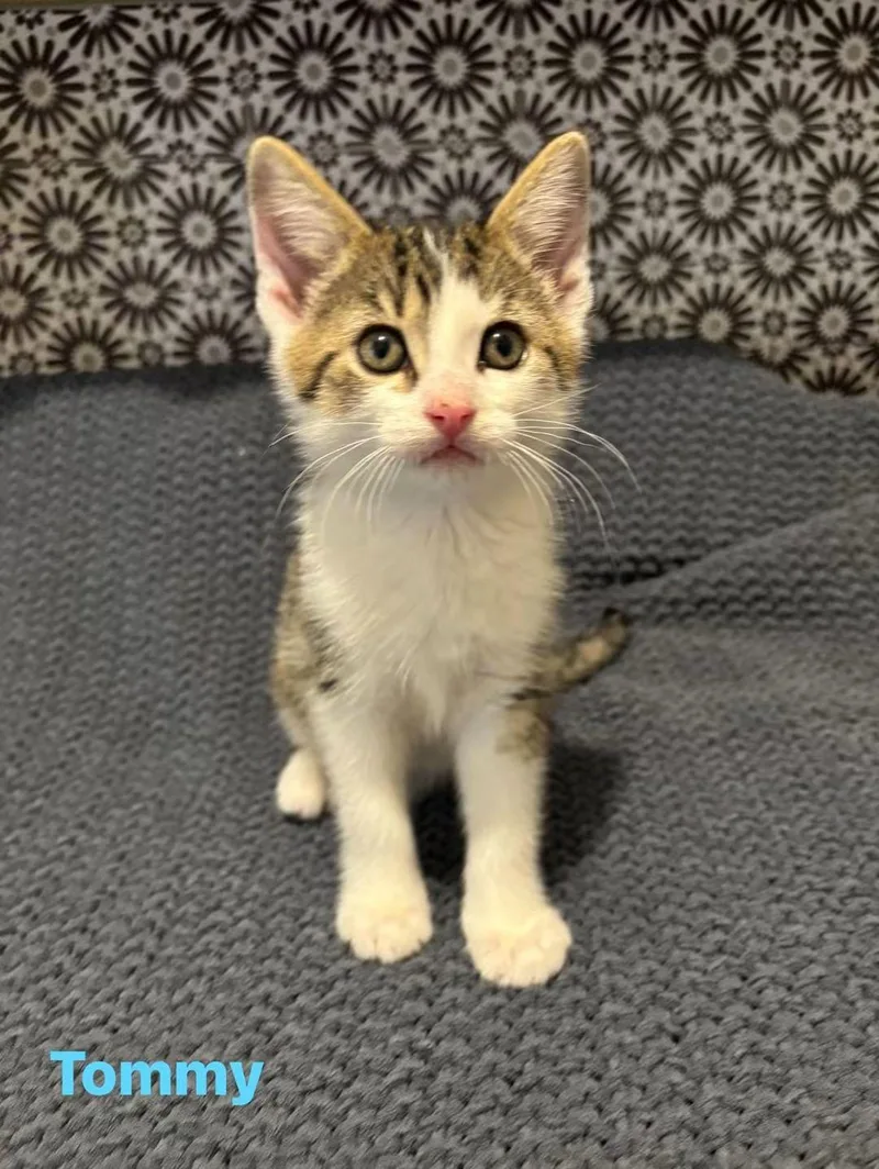 A baby medium-sized male Domestic Short Hair cat named Tommy for adoption in Macomb, MI