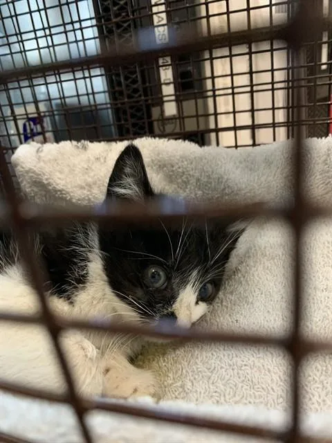 A baby small-sized female Domestic Short Hair cat named Magpie for adoption in San Jose, CA