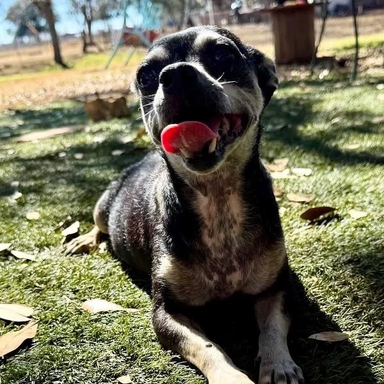 A senior small-sized female Black Terrier dog named Shelby for adoption in Austin, TX