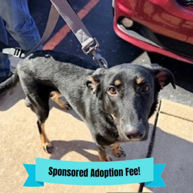 A young medium-sized male Black Mixed Breed dog named Sprocket for adoption in Novelty, OH