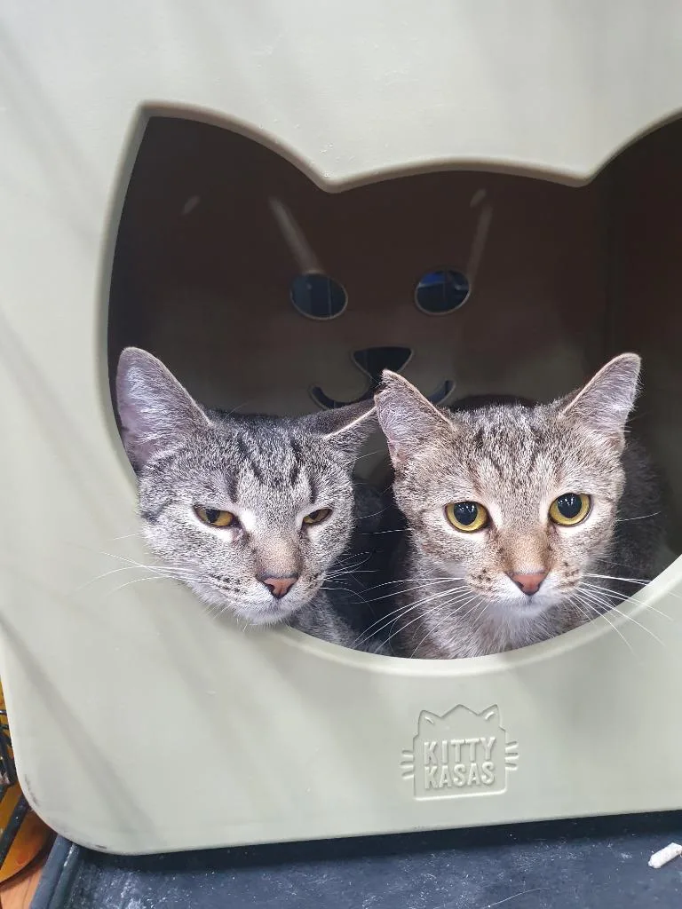 Stormie Aka Heidi thumbnail 2