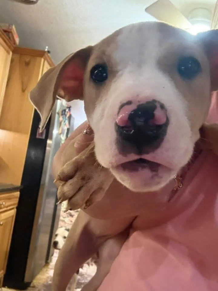 A baby medium-sized female Pit Bull Terrier dog named Pinto for adoption in Troy, MI