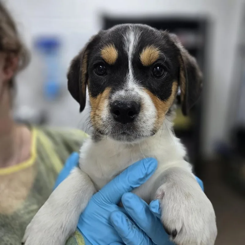 A baby small-sized male Yellow / Tan / Blond / Fawn Wirehaired Terrier dog named Beta for adoption in Incline Village, NV