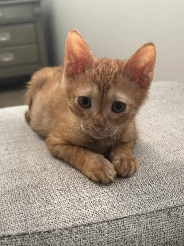 A baby small-sized male Tabby (Orange / Red) Domestic Short Hair cat named Baxter for adoption in Wellington, FL