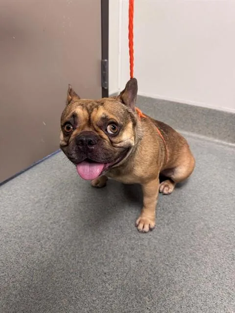 An adult small-sized male French Bulldog dog named Jojo for adoption in Ontario, CA