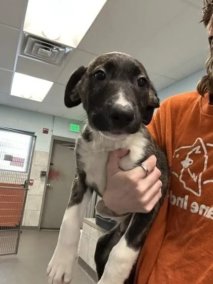 A baby large-sized male Mixed Breed dog named Bashful for adoption in Munster, IN