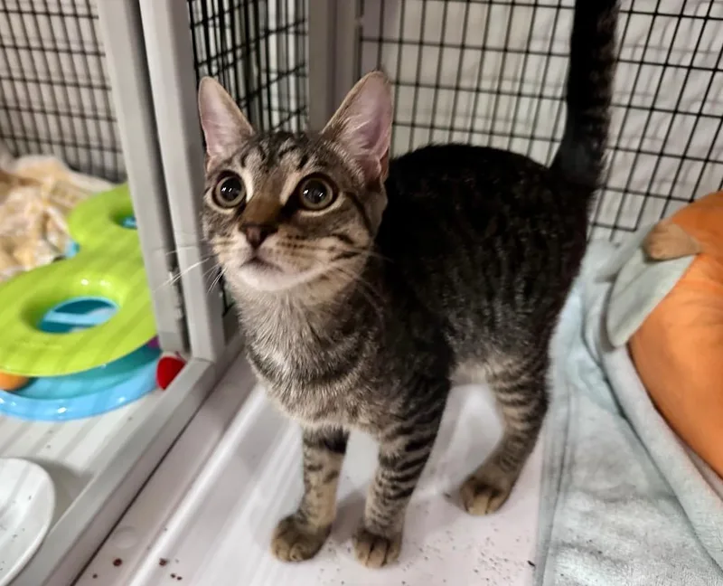 A baby medium-sized male Domestic Short Hair cat named Chipper for adoption in Raleigh, NC
