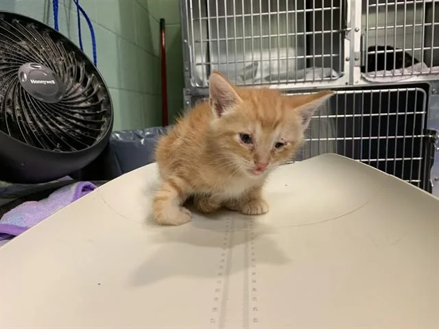 A baby small-sized male Domestic Short Hair cat named Tofu for adoption in Grand Prairie, TX