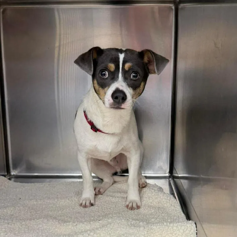 An adult small-sized male White / Cream Mixed Breed dog named Kyzer for adoption in Fredericksburg, VA