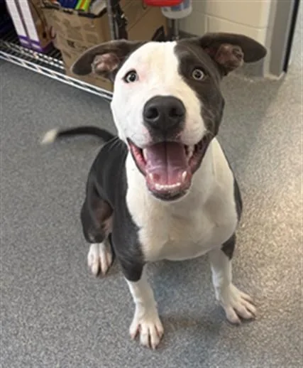 A young medium-sized male Pit Bull Terrier dog named Forklift for adoption in Toledo, OH