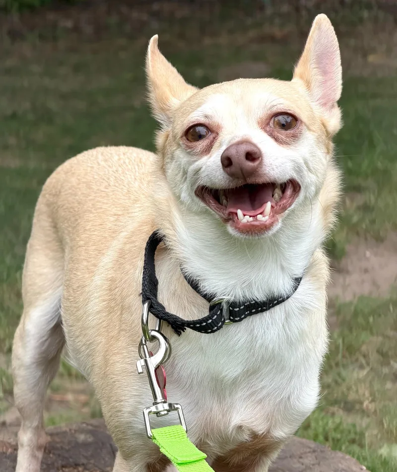 An adult small-sized male Chihuahua dog named Leo for adoption in Brooklyn, NY