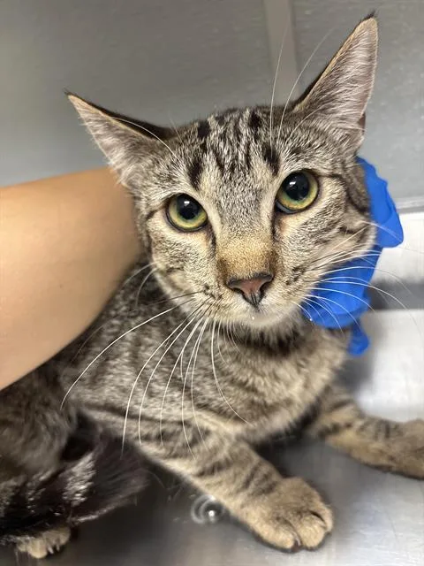 A young small-sized female Domestic Short Hair cat named Cheshire Cat for adoption in Las Vegas, NV